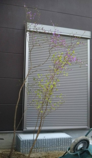 落葉樹の魅力④ - 和歌山のエクステリア・外構・ガーデン工事専門