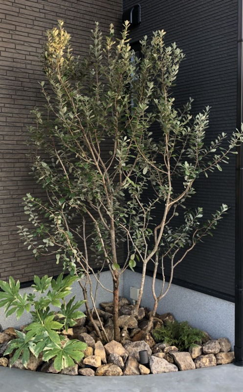 おすすめシンボルツリー⑪ - 和歌山のエクステリア・外構・ガーデン